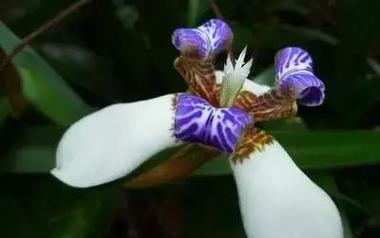 表示敬佩的花花语是什么？哪些花代表敬佩？