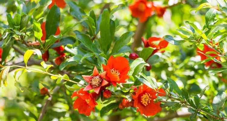 表示敬佩的花花语是什么？哪些花代表敬佩？