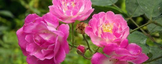 表示恋爱的花花语是恋爱的花？如何正确理解其含义？