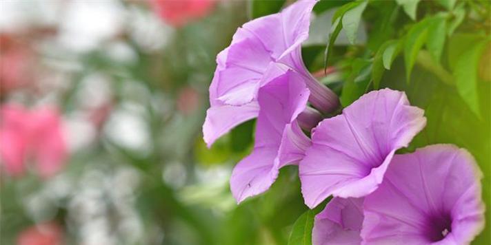 表示恋爱的花花语是恋爱的花？如何正确理解其含义？