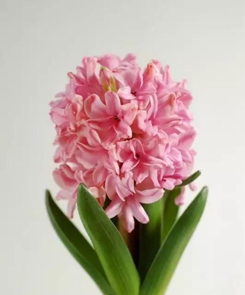 表示恋爱的花花语是恋爱的花？如何正确理解其含义？