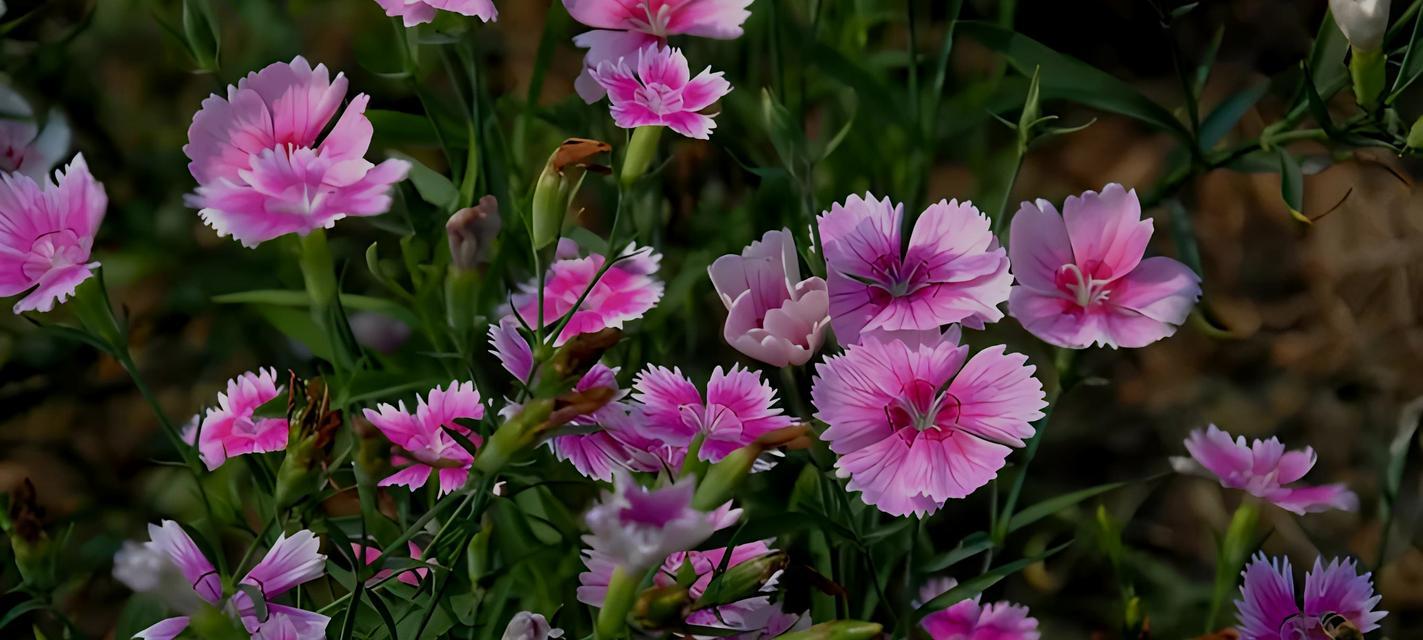 守护的花有哪些？表示守护的花花语是什么？