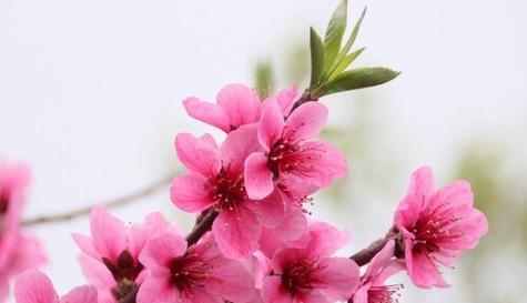 表示希望的花花语是什么？希望的花有哪些含义？