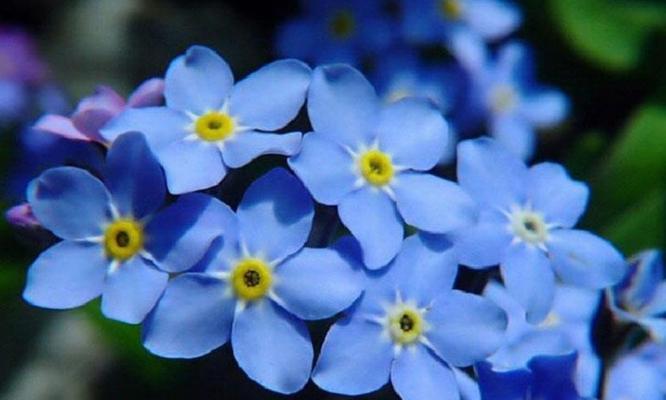 表示喜欢的花花语是什么意思？如何用花表达喜欢的情感？