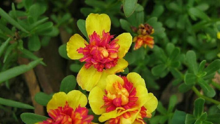 表示相思的花花语是什么意思？相思的花有哪些特点？