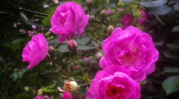 表示想念的花花语是什么？如何用花表达思念之情？