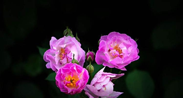 表示友谊长存的花花语是什么？如何用花表达长久的友谊？
