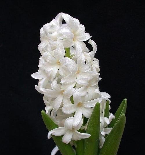 表示自信的花花语是什么？如何用花表达自信？