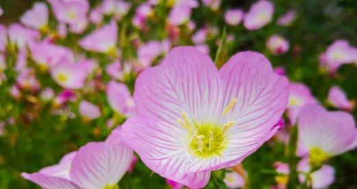 表示自由的花花语是什么？自由的花象征着什么含义？