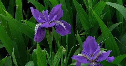表示自由的花花语是什么？自由的花象征着什么含义？