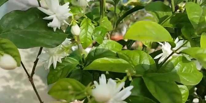 表示尊重的花花语是什么？如何用花表达尊重？