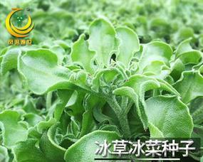 冰草什么时候成熟上市？如何判断冰草的最佳采摘期？