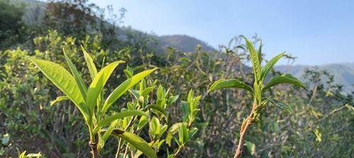 冰岛属于什么茶产地在哪里？冰岛茶的特色和产地解析？