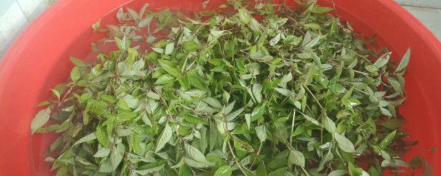 冰粉是用什么植物做的？制作冰粉的原料有哪些？