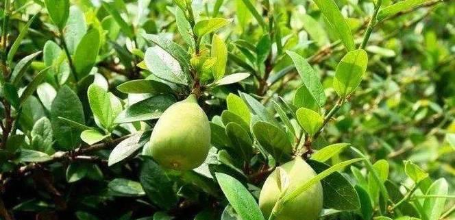 冰粉是用什么植物做的？制作冰粉的原料有哪些？