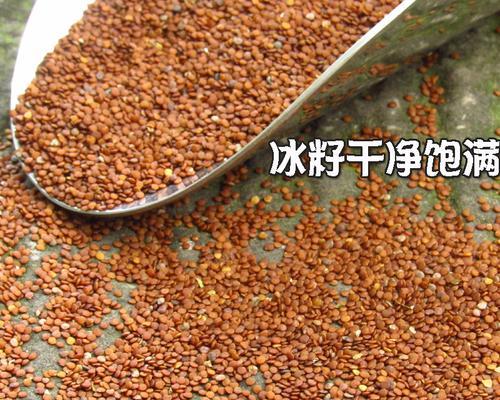 冰粉籽是哪种植物的种子？如何正确识别和使用？