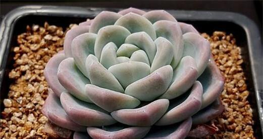 冰玉多肉养殖出状态的秘诀是什么？如何保持其最佳生长状态？