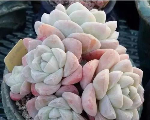 冰玉多肉养殖出状态的秘诀是什么？如何保持其最佳生长状态？