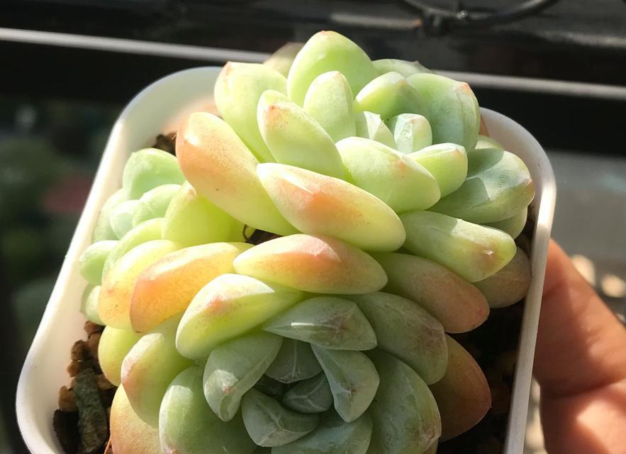冰玉叶插的成功率是多少？如何正确进行叶插操作？