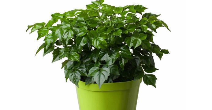 病房适合放什么植物？有哪些净化空气的植物推荐？