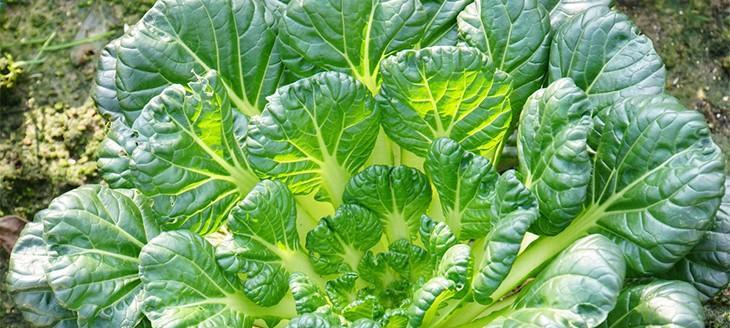 玻璃菜是什么菜？玻璃菜的营养价值和食用方法有哪些？