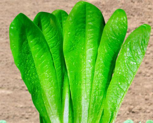 玻璃菜是什么菜？玻璃菜的营养价值和食用方法有哪些？
