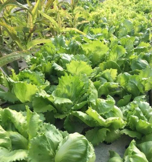 玻璃菜是什么菜？玻璃菜的营养价值和食用方法有哪些？