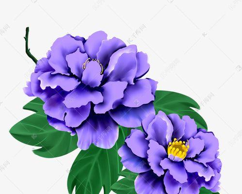 紫色牡丹花语是什么？如何解读其深层含义？