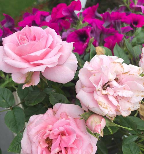 芙蓉月季花语是什么？如何用月季表达爱意？