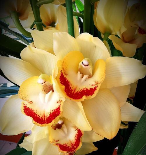 蕙兰花语和寓意是什么意思？如何正确解读？