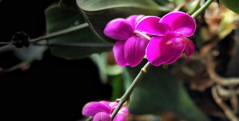 蝴蝶兰的花语是什么？如何正确解读蝴蝶兰的寓意？