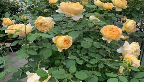 黄色月季花的花语是什么？如何正确解读？