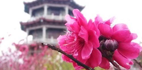 鞠谢心领是什么意思？如何正确理解和使用这个成语？