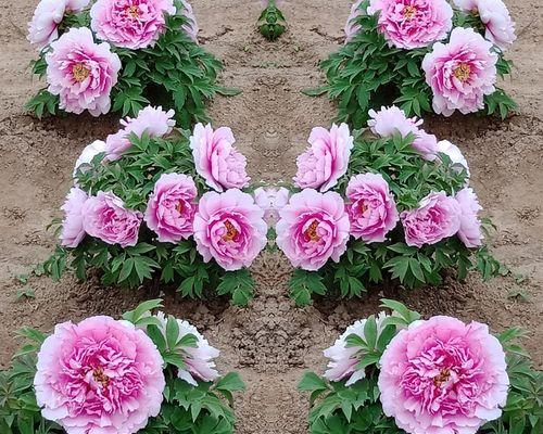 牡丹花象征着什么？牡丹花的寓意和文化意义是什么？