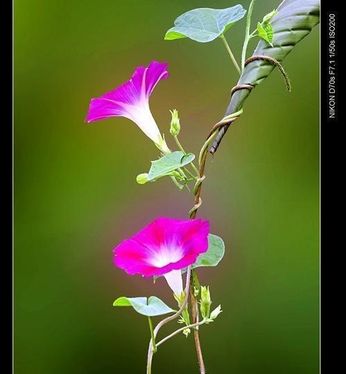 矮牵牛花的花语是什么？寓意有哪些常见问题？