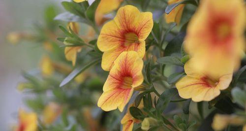 矮牵牛花的花语是什么？寓意有哪些常见问题？