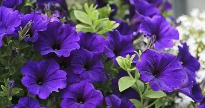 矮牵牛花的花语是什么？寓意有哪些常见问题？