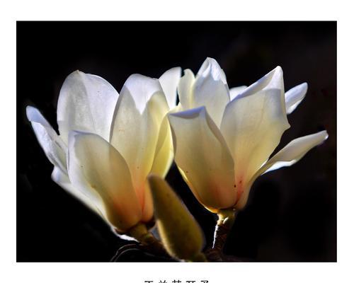 白色玉兰花花语有哪些含义？