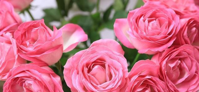 白色月季的花语是什么？白色月季代表的含义有哪些？