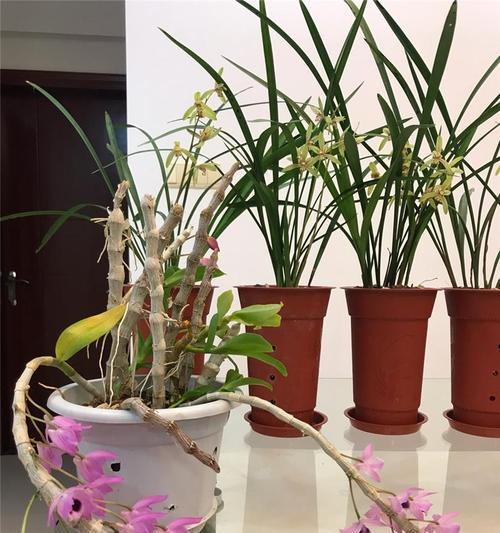 白石斛兰花语有哪些含义？