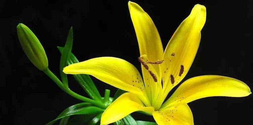 百合花花语传说是什么？如何用百合花表达爱意？