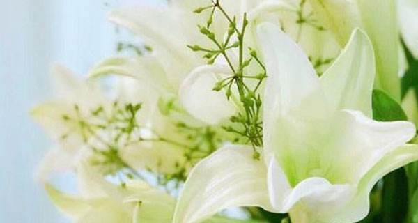 百合花花语传说是什么？如何用百合花表达爱意？