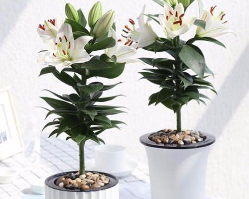 百合花养殖技巧有哪些？养护过程中应注意什么问题？