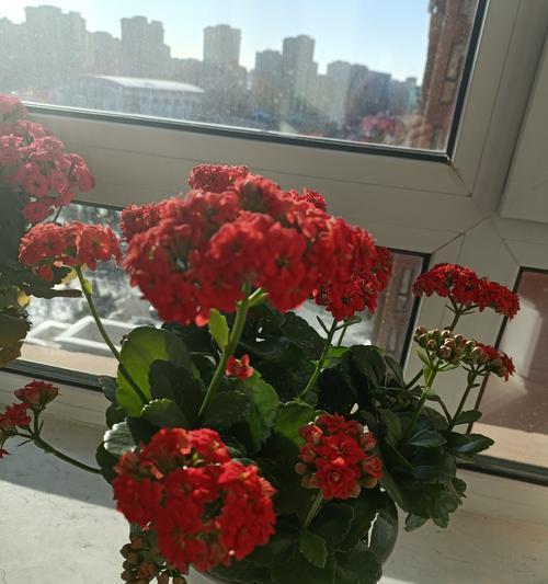 长寿花不同颜色代表什么？每种颜色的寓意是什么？