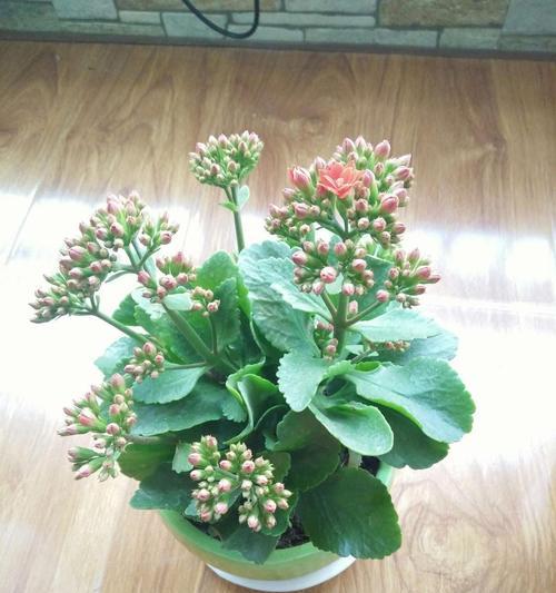 长寿花不同颜色代表什么？每种颜色的寓意是什么？