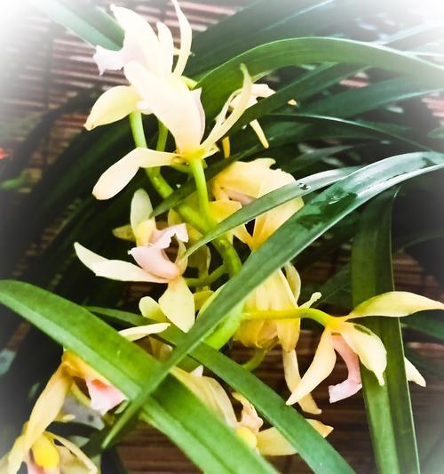 春兰花语是什么？如何正确解读春兰的花语含义？