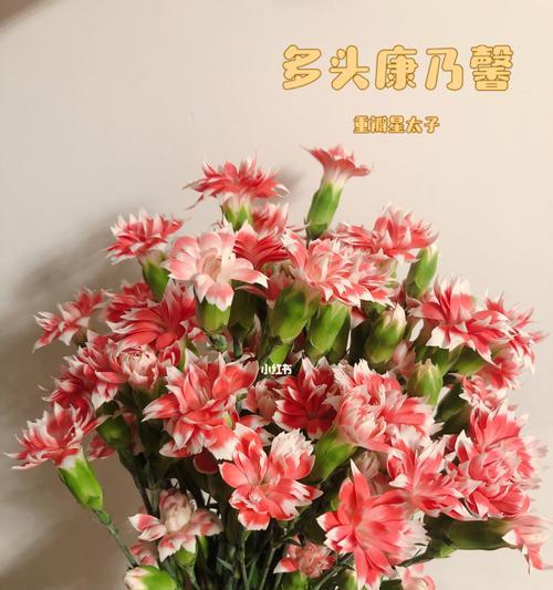 多头康乃馨代表什么？购买时需要注意哪些问题？