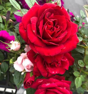 粉红月季花的花语是什么？粉红月季花代表什么含义？