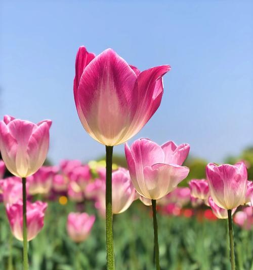 粉郁金香花语是什么？如何表达爱意？