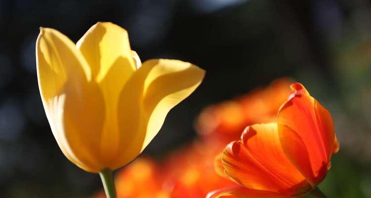 粉郁金香花语是什么？如何表达爱意？